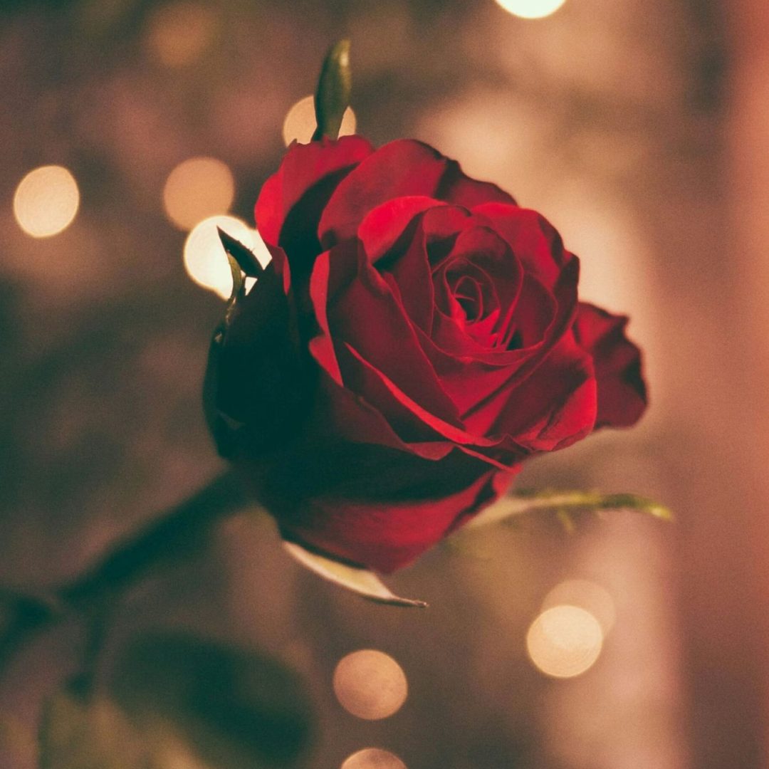 Rose rouge symbolisant un cadeau de Saint-Valentin dans notre espace bien-être à Levens